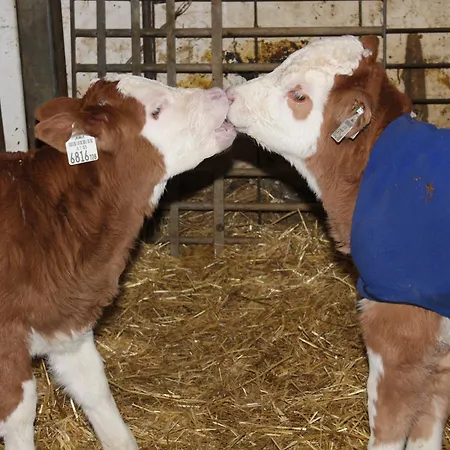 农家乐 Schwoicherbauer 沃格尔