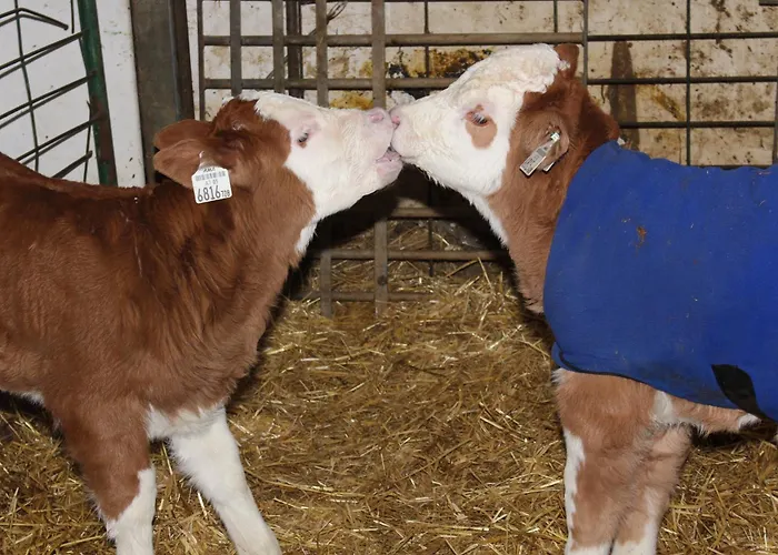 팜스테이 Schwoicherbauer 웨글